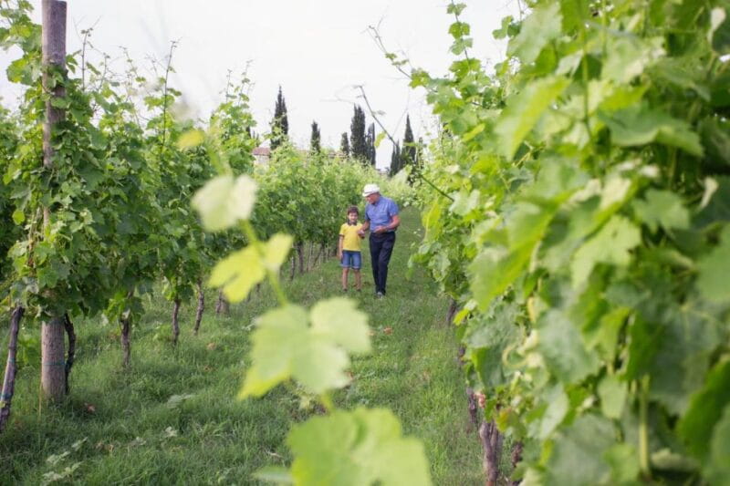 Cilento Wine: Tour & Tasting Experience - The Sum Up: A Taste of Cilento’s Authenticity