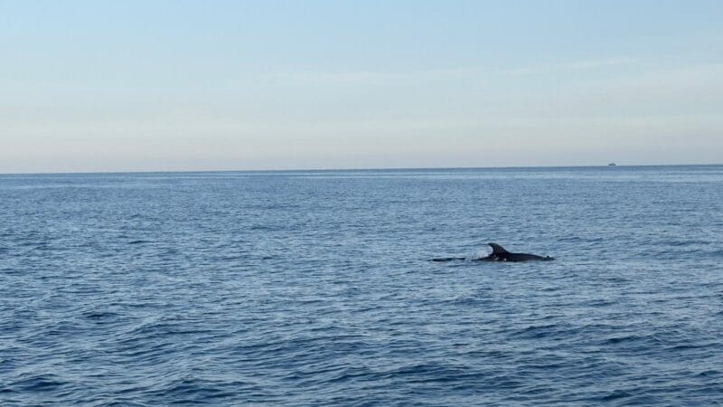Cinque Terre: Boat Tour with Snorkeling - Final Thoughts