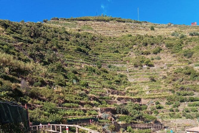 Cinque terre wine tour and tasting with the somelier in Manarola - The stunning setting of Manarola and its vineyards
