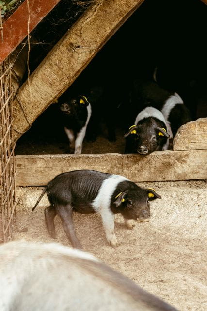 CINTA SENESE EXPERIENCE - Key Points / Takeaways