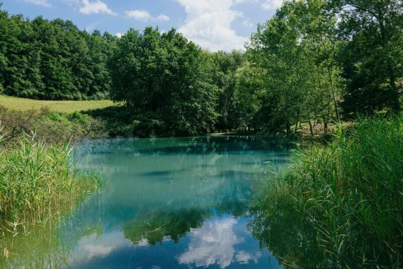 CINTA SENESE EXPERIENCE - An In-Depth Look at the Cinta Senese Experience