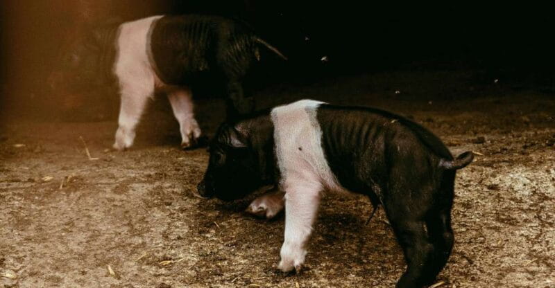 CINTA SENESE EXPERIENCE - FAQs about the Cinta Senese Experience