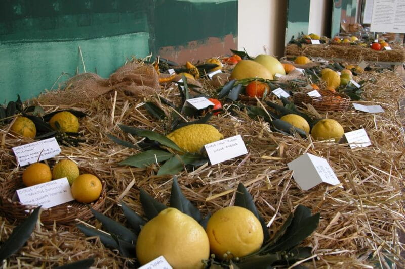 Cisternino: Journey among the fruit trees - Key Points / Takeaways