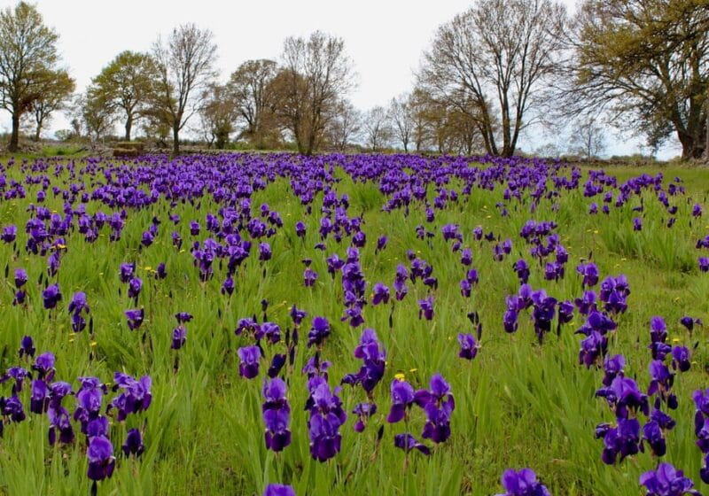Cisternino: Make a soap with extra virgin olive oil - Key Points / Takeaways