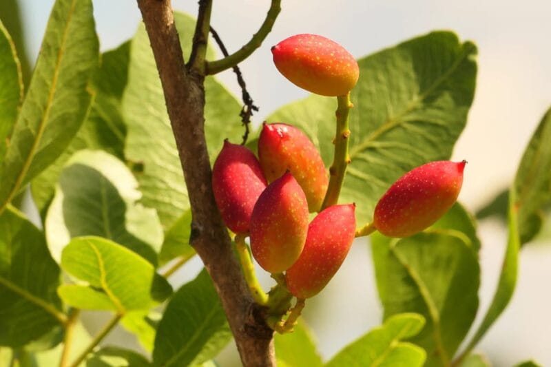 Cisternino: Natural cosmetics workshop - Key Points / Takeaways