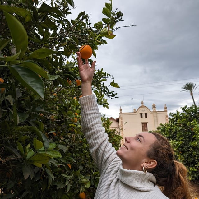 Citrus Treasures: Exploring Valencias Orange Grove - Key Points