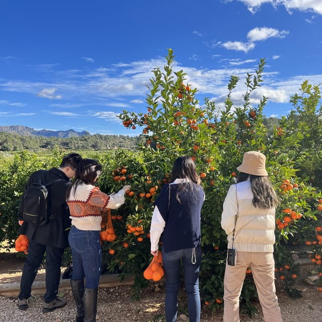 Citrus Treasures: Exploring Valencias Orange Grove - Modernist Gem Awaits