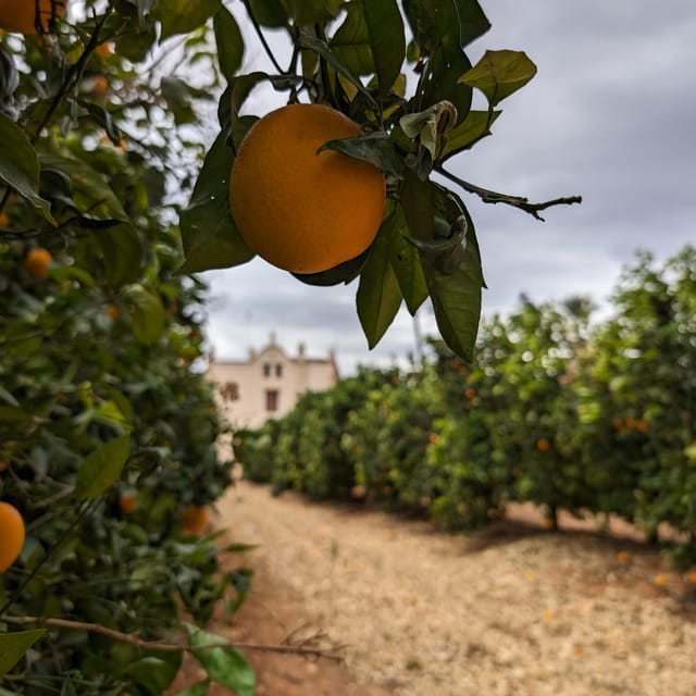 Citrus Treasures: Exploring Valencias Orange Grove - Craft Ribera Oranges