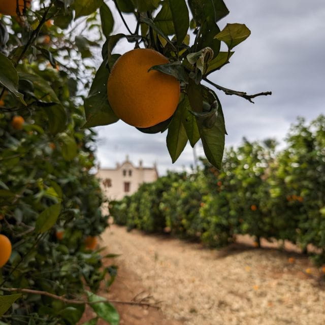 Citrus Treasures: Exploring Valencias Orange Grove - Explore Citrus Varieties
