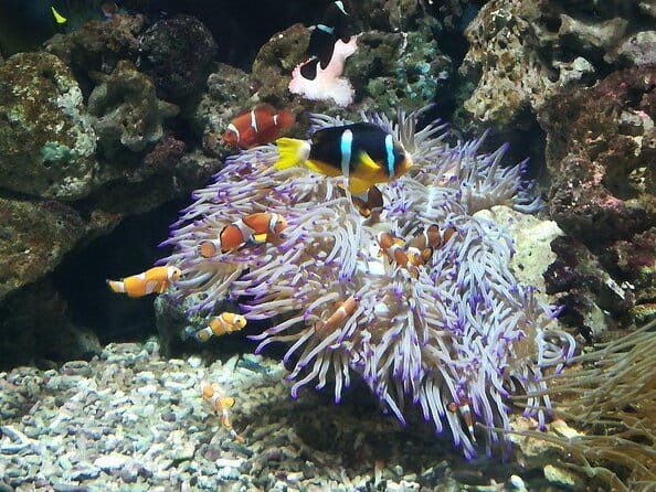 City Sightseeing Livorno Hop-On Hop-Off Bus Tour - Quick Take on the Livorno Hop-On Hop-Off Bus Tour