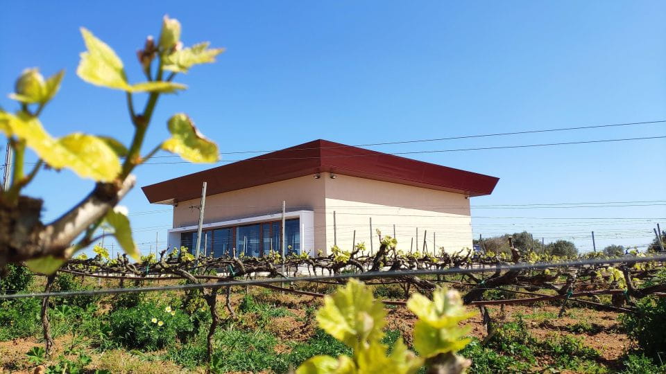 Ciutadella De Menorca: Family Winery Tour With Wine Tasting - Key Points