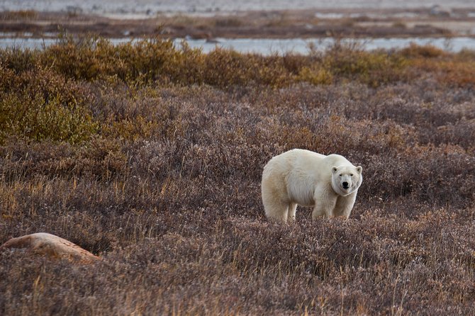 Classic 5 Night Churchill Polar Bear Adventure - Cultural Experiences