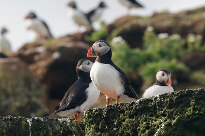 Classic Puffin Watching Cruise from Downtown Reykjavík - Who Will Love This Tour?
