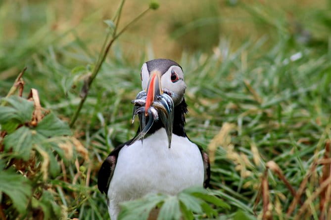 Classic Puffin Watching Cruise from Downtown Reykjavík - FAQ