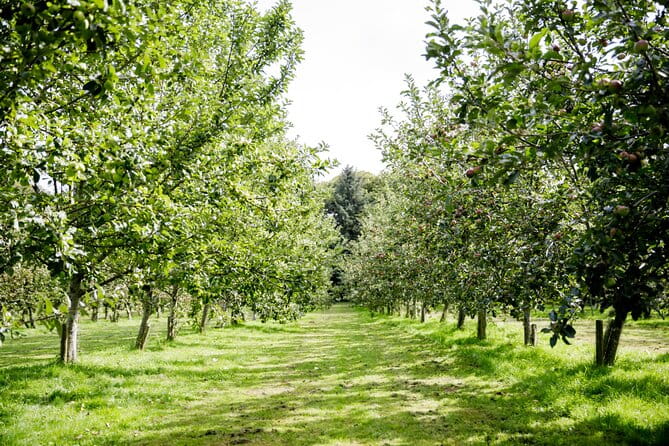 Classic Vineyard Distillery Tour and Tasting Experience in Jersey - Key Points / Takeaways