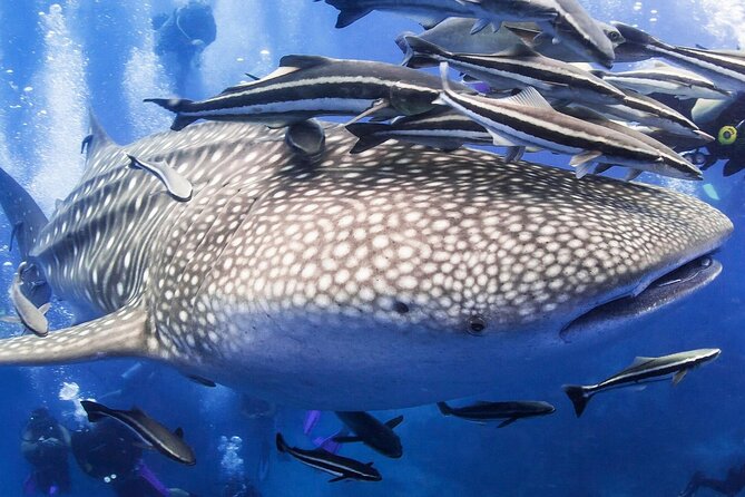 Cleopatra Spa Massage Package With Hotel Pickup Hurghadatogo - COVID-19 Protocols