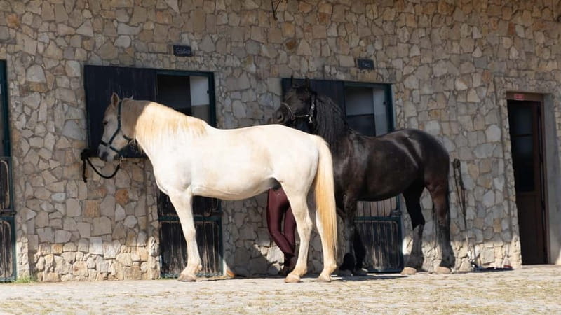 Cliffside Horseback Riding in the Algarve - Price and Logistics
