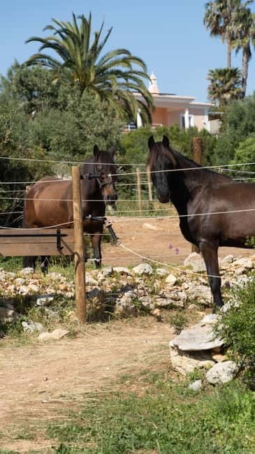 Cliffside Horseback Riding in the Algarve - Final Thoughts: A Genuine Coastal Experience