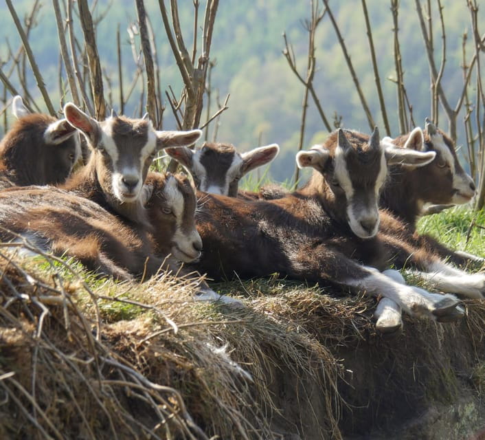 Climb the mountains together with goats - Key Points / Takeaways