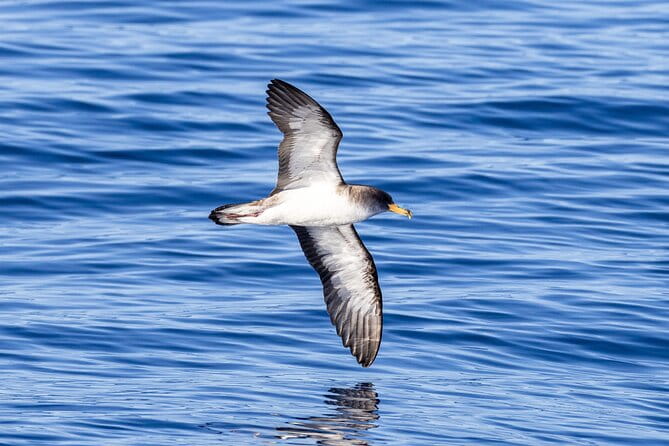 Coastal boat tour in Ribeira Grande and Porto Formoso - FAQs about the Coastal Boat Tour in Ribeira Grande and Porto Formoso