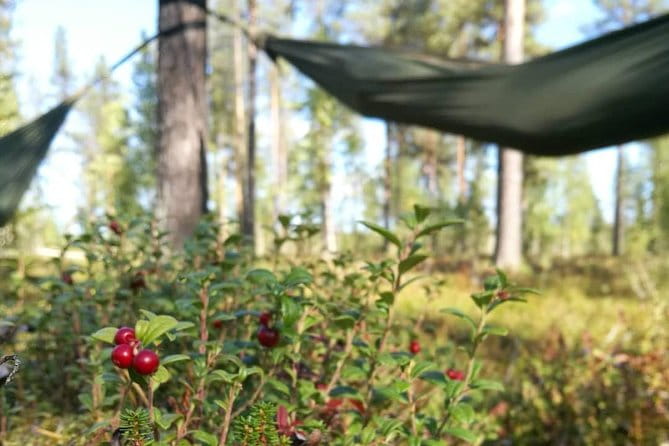 Cocooning in the HaliPuu forest: The ultimate Arctic hammock relaxation - The Sum Up