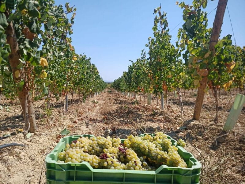 Coimbra: Rota da Bairrada gastronomic tour - Discovering the Heart of Bairrada: A Closer Look at the Itinerary