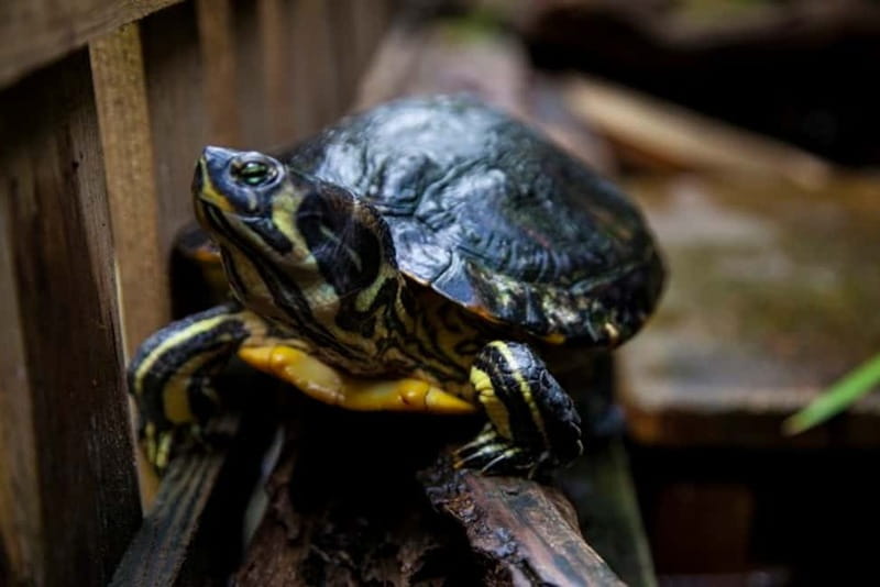 Collodi: Pinocchio Park & Villa Garzoni Grounds Entry Ticket - Exploring Collodi’s Fairy-Tale Roots and Gardens