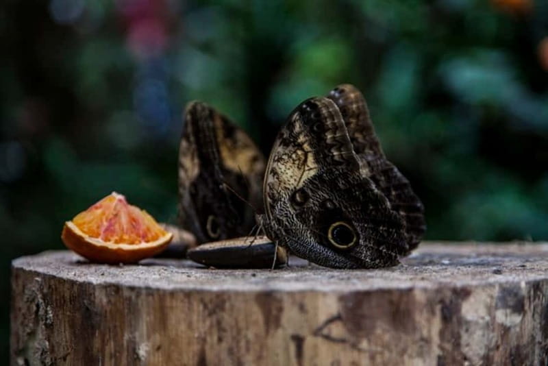 Collodi: Pinocchio Park & Villa Garzoni Grounds Entry Ticket - Who Will Love This Experience?