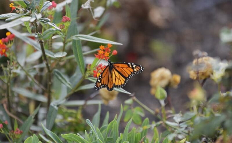 Colon Skies - Key Points to Keep in Mind