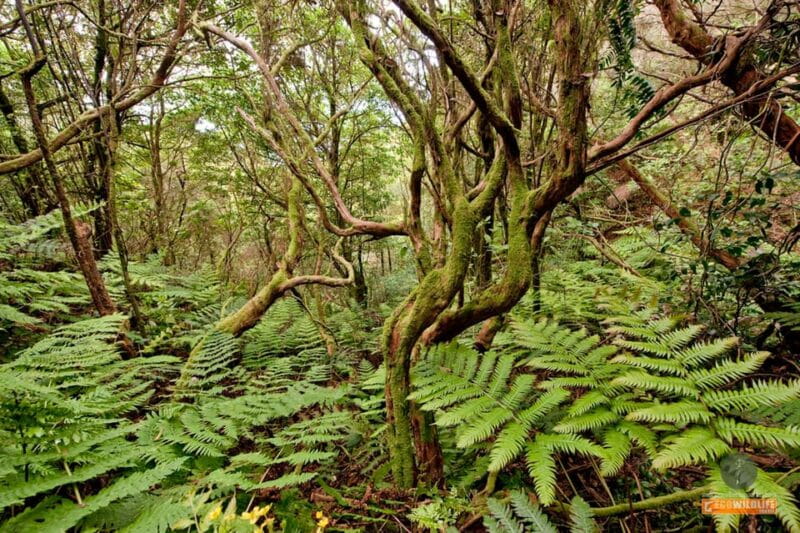 Colon Skies - Final Thoughts