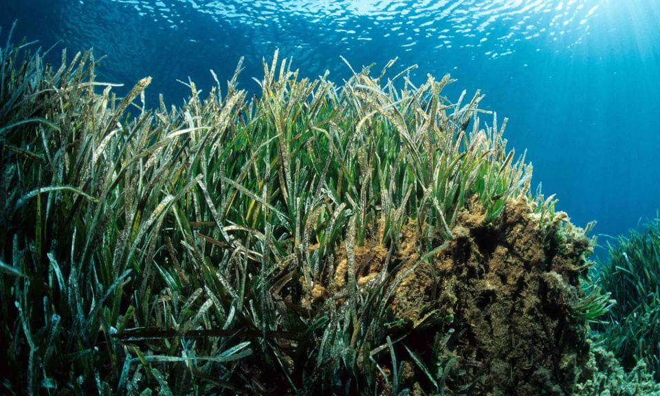 Colonia Sant Jordi: Boat Tour Around Cabrera Archipelago - Discovering Cabreras Unique Nature