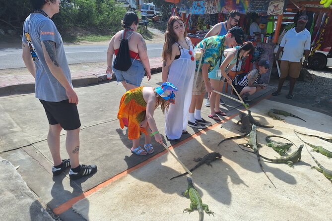 Colorful Species Of Birds - Informative Guide Insights