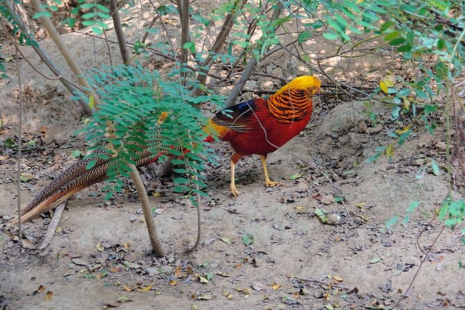 Colorful Species Of Birds - Transportation and Booking