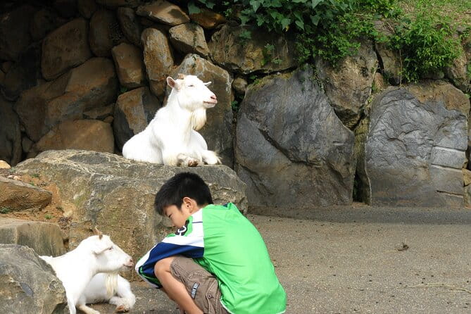 Colors of Japan, Fukuoka Nokonoshima Island Park & Wagyu BBQ - Additional Information