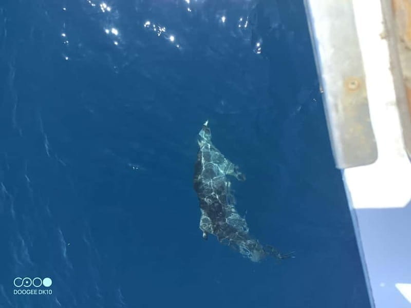 Complete tour of Elba Island - Pricing, Logistics, and Who Should Consider This Tour