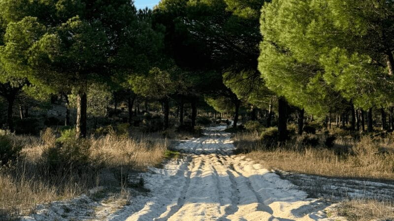 COMPORTA: LAND ROVER PREMIUM TOUR | PICNIC & DRONE INCLUDED - The Carrasqueira Stilt Pier: A Photographic Gem