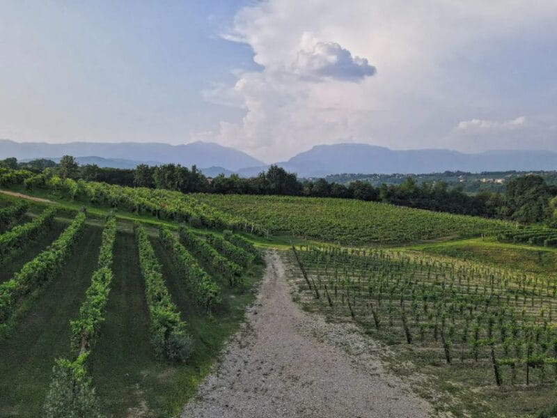 Conegliano: Prosecco Hills and Vineyards tour - Key Points / Takeaways