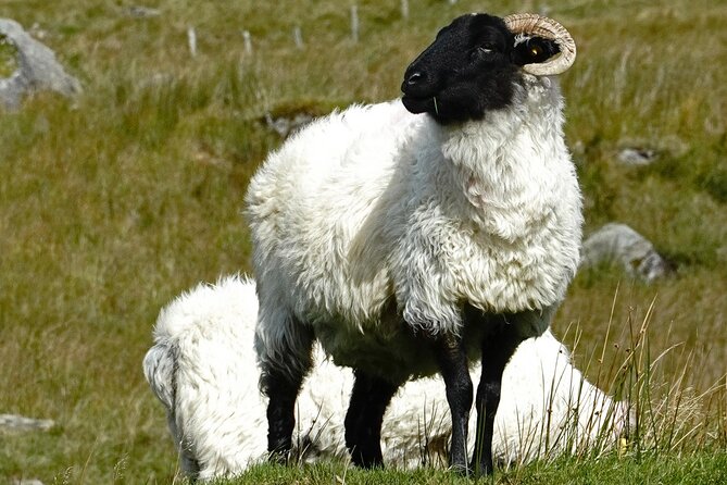 Connemara Day Trip Including Leenane Village and Kylemore Abbey From Galway - Visiting Kylemore Abbey