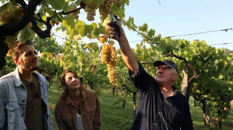Contadina Breakfast at a Farm - 30 min from Rome - Entering the World of Lazio’s Vineyard Culture