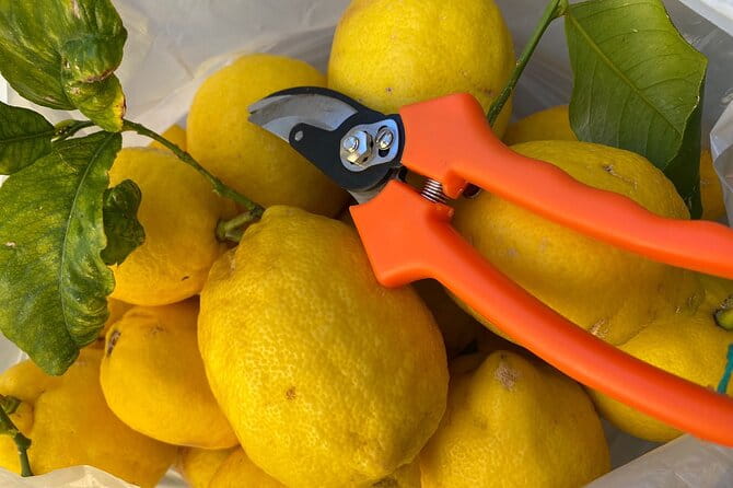 Cooking Class: hand made pasta from scratch in Sorrento - Who Should Consider This Experience?