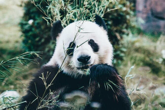 Copenhagen Card DISCOVER 80 Attractions and Public Transport - Redeeming the Copenhagen Card