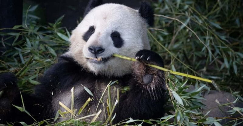 Copenhagen: Copenhagen Zoo Entry Ticket - Key Points / Takeaways