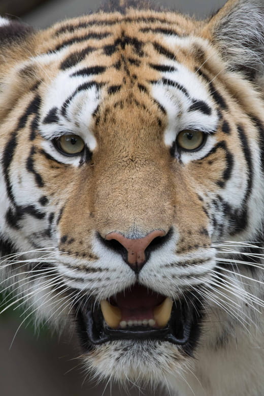 Copenhagen: Copenhagen Zoo Entry Ticket - Entering the World of Animal Encounters