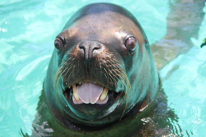 Coral World Ocean Park General Admission Ticket - Included in General Admission Ticket