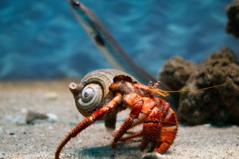 Corfu: Aquarium Entry Ticket with Guided Tour - An In-Depth Look at the Corfu Aquarium Experience