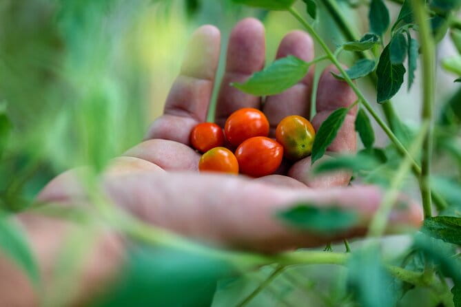 Corfu Organic Olive Oil Tasting at Family Farm - Transportation, Timing, and Practicalities