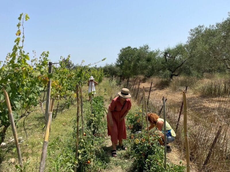 Corfu: Winery Tour and Tasting - The Guided Tour: What to Expect