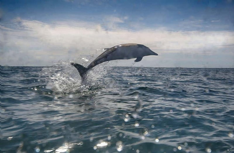 Cornwall: 2 hour Wildlife Watching RIB Tour - Price and Practical Tips