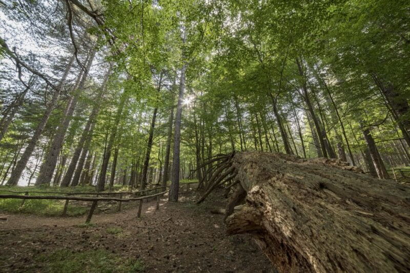 Cosenza: Giants of the Sila - Key Points / Takeaways