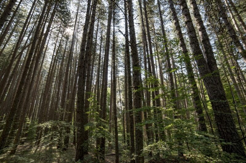 Cosenza: Giants of the Sila - FAQ